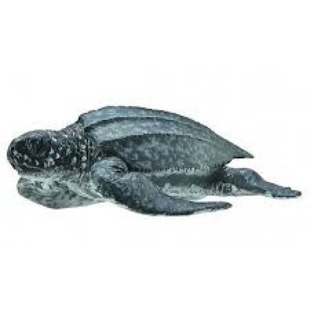 Collecta Kožatka veľká