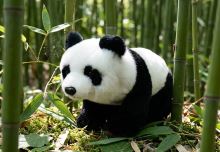 Plyšová panda meria 22 cm a vďaka tým najkvalitnejším materiálom sa radí do Exkluzívnej kolekcie plyšových hračiek značky Rappa.  (3)