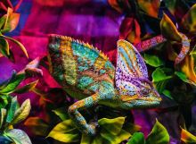 Ravensburger 01333 Puzzle Chameleon 500 dielikov (1)