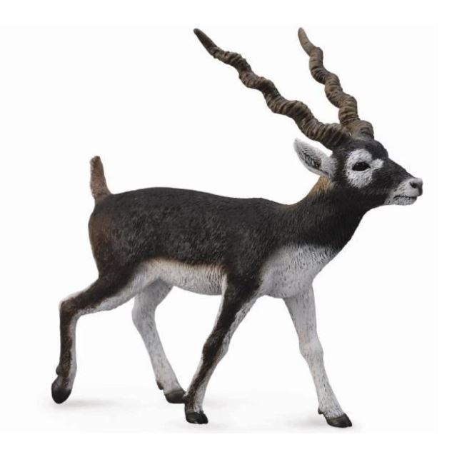 Collecta Antilopa jelení