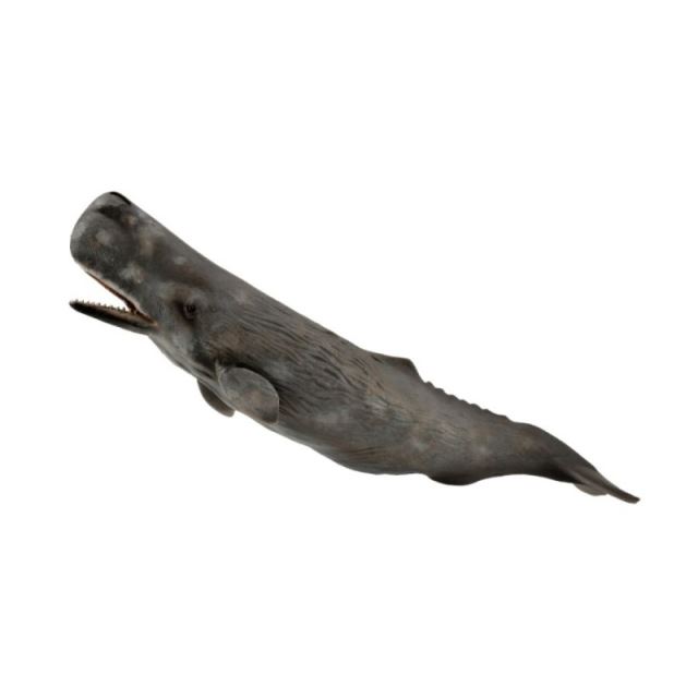 Collecta Vorvaň