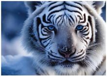 Dino Puzzle Biely tiger 1000 dielikov (1)