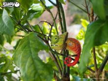 EUGY Chameleon 3D kartónová skladačka (5)