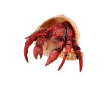 ZOOTED Krab pustovník (1)