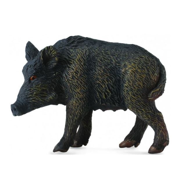 Collecta Prasa divokej bachyne