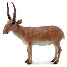 Collecta Antilopa Saiga