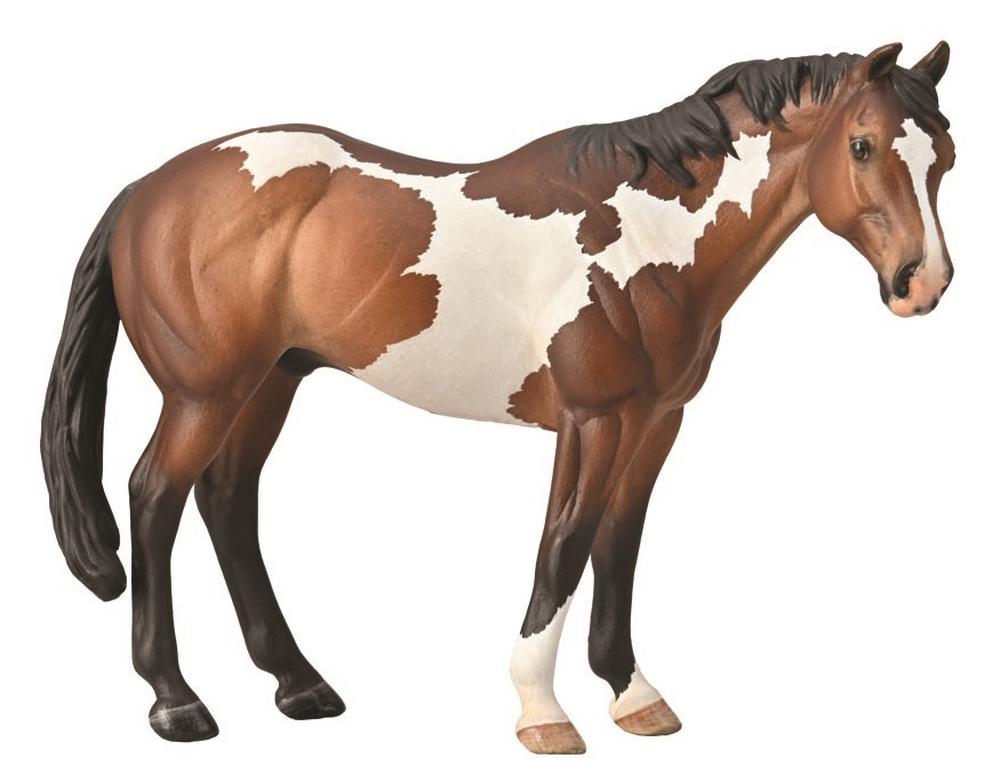 Hřebec Appaloosa Bay Overo Paint