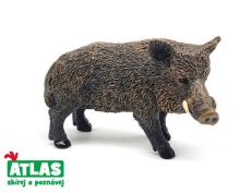 Atlas Prasa divoké 7 cm