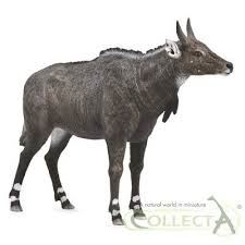 Collecta Antilopa Nilgai